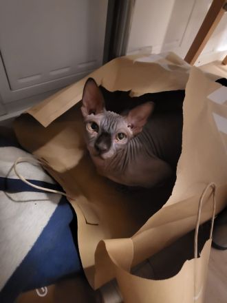 Verkaufe zwei wunderschöne Spynx Katzen