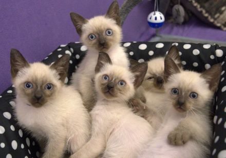 Reinrassige Siam Katzen Kätzchen, alter Typ Thai Siam Kitten