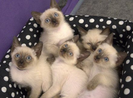 Reinrassige Siam Katzen Kätzchen, alter Typ Thai Siam Kitten