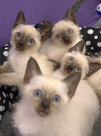 Reinrassige Siam Katzen Kätzchen, alter Typ Thai Siam Kitten