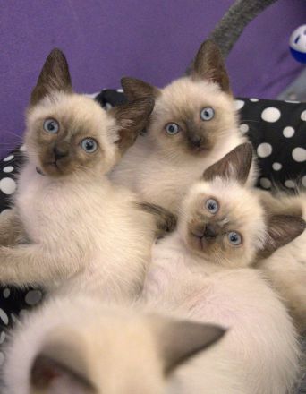 Reinrassige Siam Katzen Kätzchen, alter Typ Thai Siam Kitten