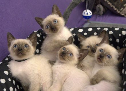 Reinrassige Siam Katzen Kätzchen, alter Typ Thai Siam Kitten