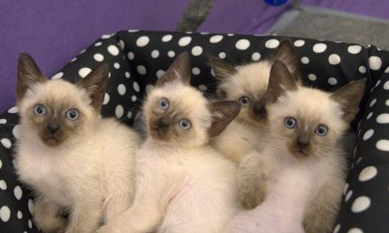 Reinrassige Siam Katzen Kätzchen, alter Typ Thai Siam Kitten