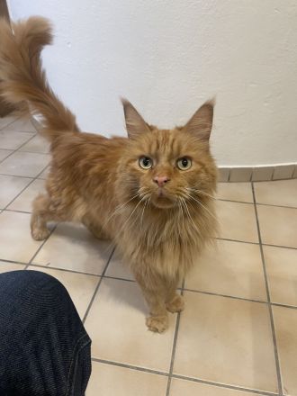 MainCoon Kater