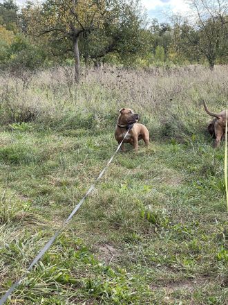 American Bully Welpe (weiblich) Herzstück