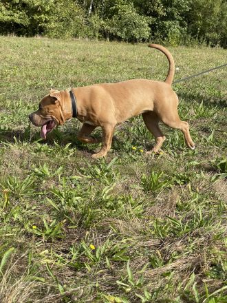 American Bully Welpe (weiblich) Herzstück