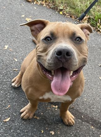 American Bully Welpe (weiblich) Herzstück