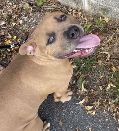 American Bully Welpe (weiblich) Herzstück