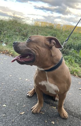 American Bully Welpe (weiblich) Herzstück