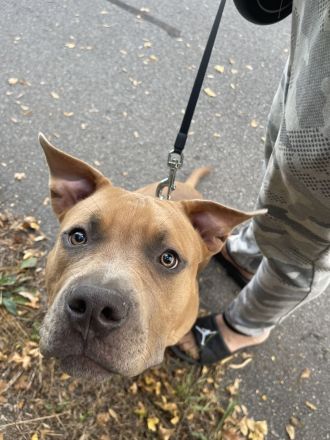 American Bully Welpe (weiblich) Herzstück