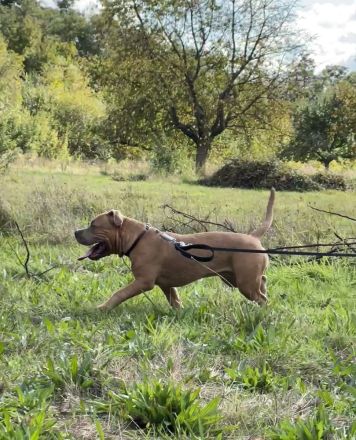 American Bully Welpe (weiblich) Herzstück