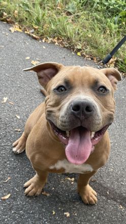 American Bully Welpe (weiblich) Herzstück