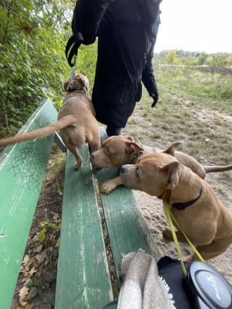 American Bully Welpe (weiblich) Herzstück
