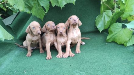 Magyar Vizsla Welpen