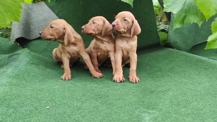 Magyar Vizsla Welpen