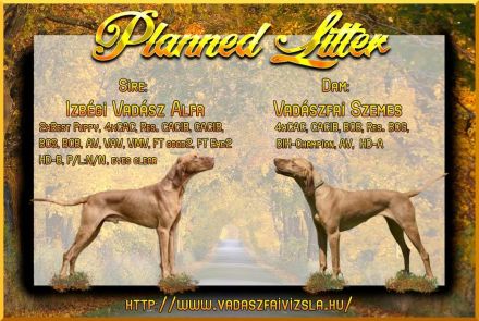 Magyar Vizsla Welpen