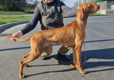 Magyar Vizsla Rüde
