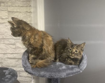 Maine Coon