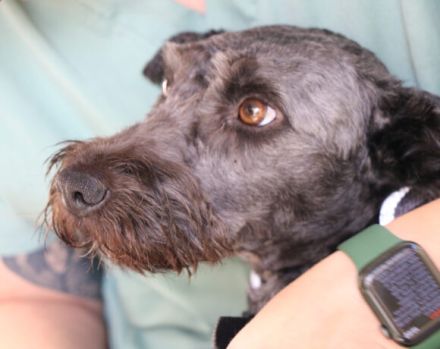 Schenkst du Silly ein liebevolles Zuhause?