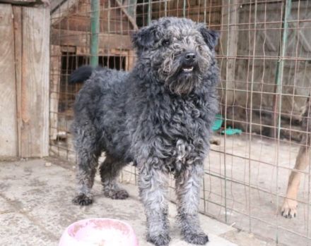 Schenkst du Silly ein liebevolles Zuhause?