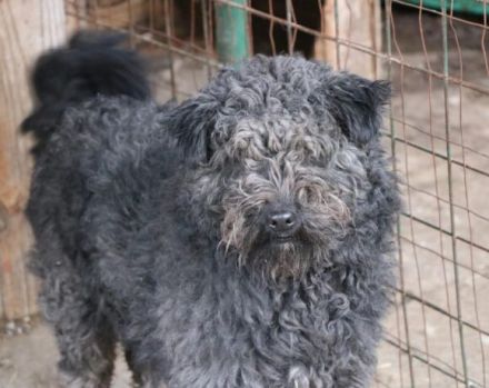 Schenkst du Silly ein liebevolles Zuhause?