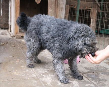 Schenkst du Silly ein liebevolles Zuhause?