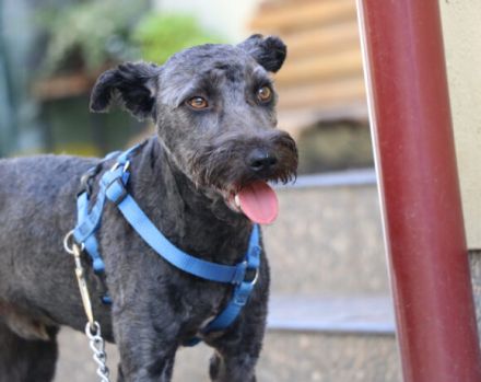 Schenkst du Silly ein liebevolles Zuhause?