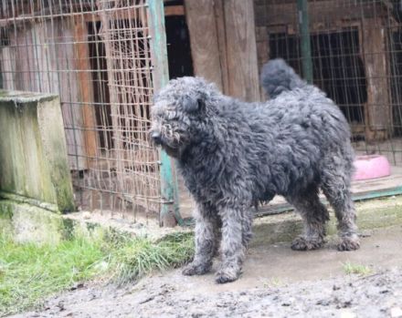 Schenkst du Silly ein liebevolles Zuhause?