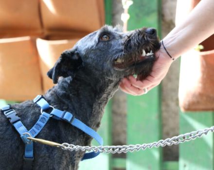 Schenkst du Silly ein liebevolles Zuhause?