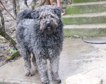 Schenkst du Silly ein liebevolles Zuhause?