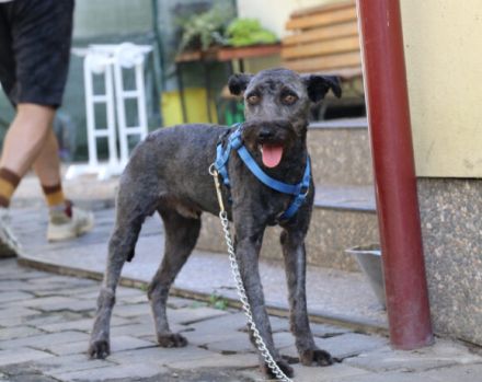 Schenkst du Silly ein liebevolles Zuhause?