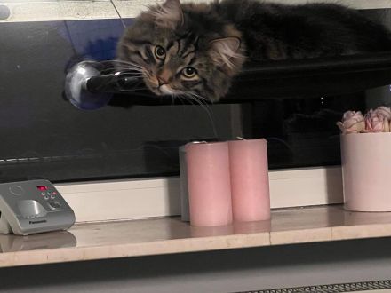 Maine Coone Kater dringend abzugeben…