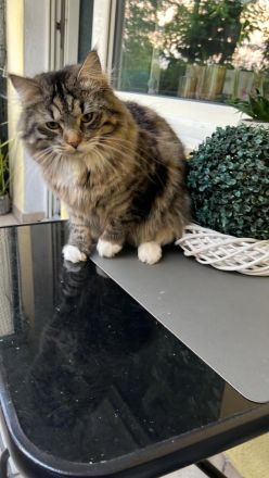 Maine Coone Kater dringend abzugeben…