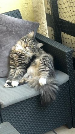 Maine Coone Kater dringend abzugeben…