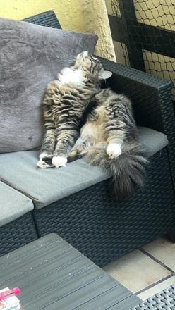 Maine Coone Kater dringend abzugeben…