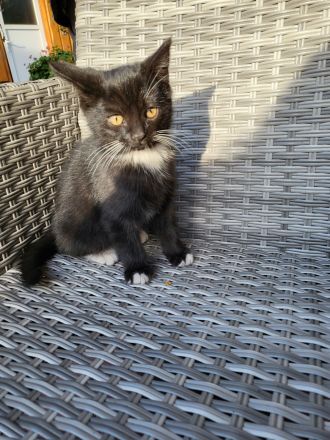 1 süßer britisch Kurzhaar Mix Katerchen