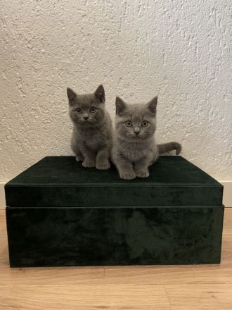 2 Reinrassige Britisch Kurzhaar Babys Grau