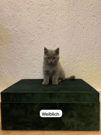 2 Reinrassige Britisch Kurzhaar Babys Grau