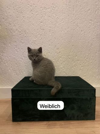 2 Reinrassige Britisch Kurzhaar Babys Grau