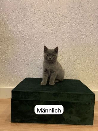 2 Reinrassige Britisch Kurzhaar Babys Grau