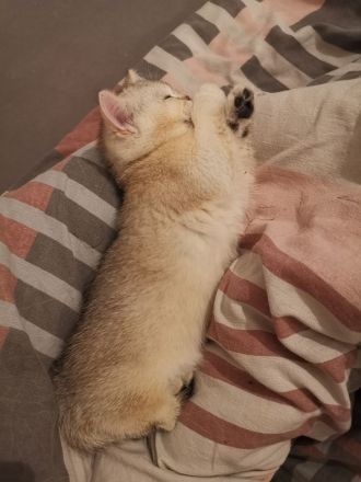 Bkh Katzen Stammbaum geimpft gechippt getestet