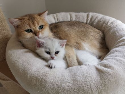 Bkh Katzen Stammbaum geimpft gechippt getestet