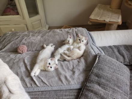 Bkh Katzen Stammbaum geimpft gechippt getestet