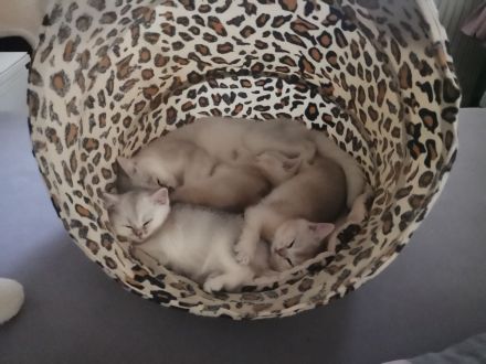 Bkh Katzen Stammbaum geimpft gechippt getestet