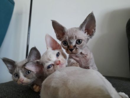 Devon rex Kätzchen mit blauen Augen