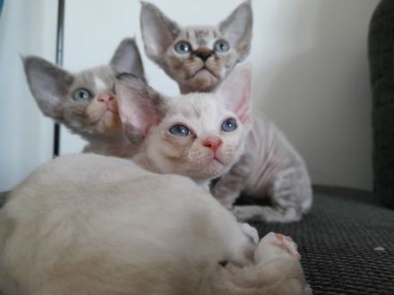 Devon rex Kätzchen mit blauen Augen