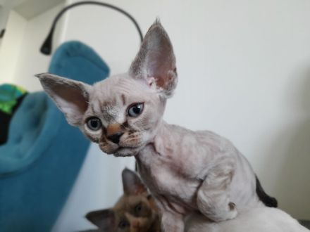 Devon rex Kätzchen mit blauen Augen