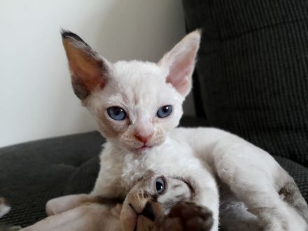 Devon rex Kätzchen mit blauen Augen