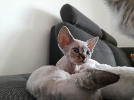 Devon rex Kätzchen mit blauen Augen