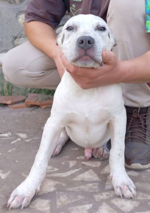 Drei Rüden Welpen der Rasse American bully XL ABKC 🐶 suchen ein neues Zuhause 🏡